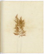Pressed Algae, Dry Tortugas