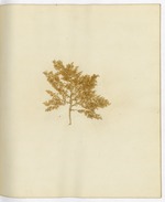 Pressed Algae, Dry Tortugas