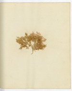 Pressed Algae, Dry Tortugas<br />( 102 volumes )