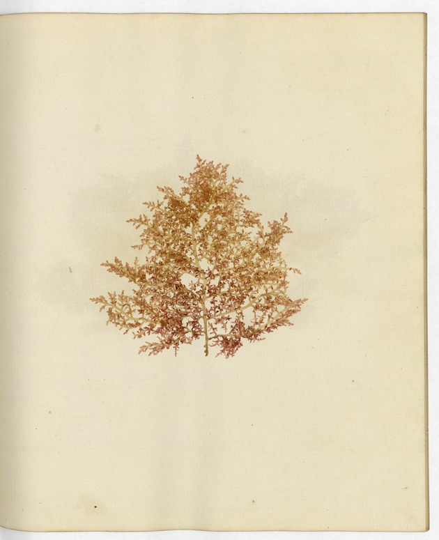 Pressed Algae, Dry Tortugas