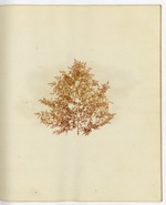 Pressed Algae, Dry Tortugas