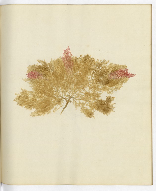 Pressed Algae, Dry Tortugas