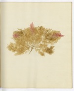 Pressed Algae, Dry Tortugas