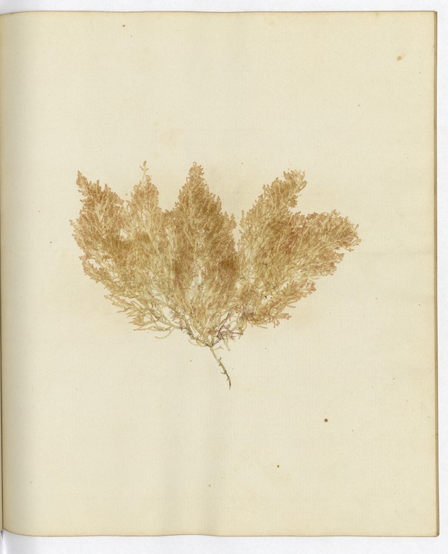 Pressed Algae, Dry Tortugas