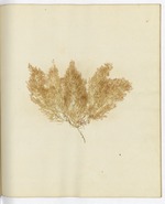 Pressed Algae, Dry Tortugas