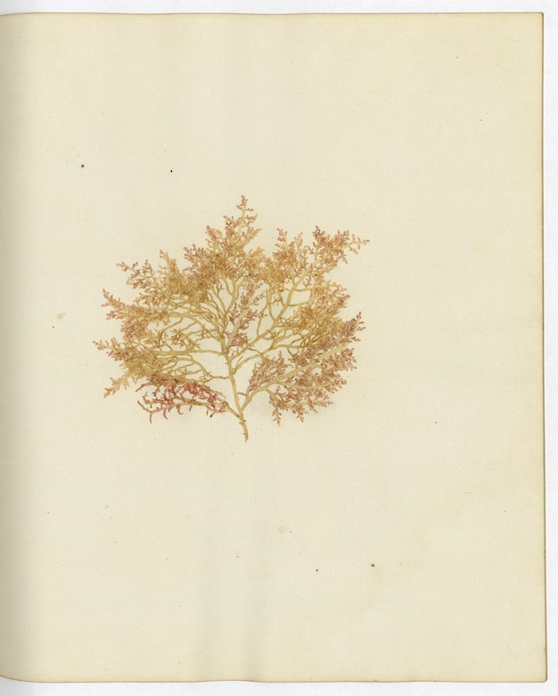 Pressed Algae, Dry Tortugas