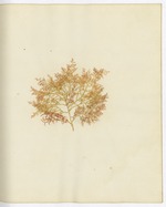 Pressed Algae, Dry Tortugas