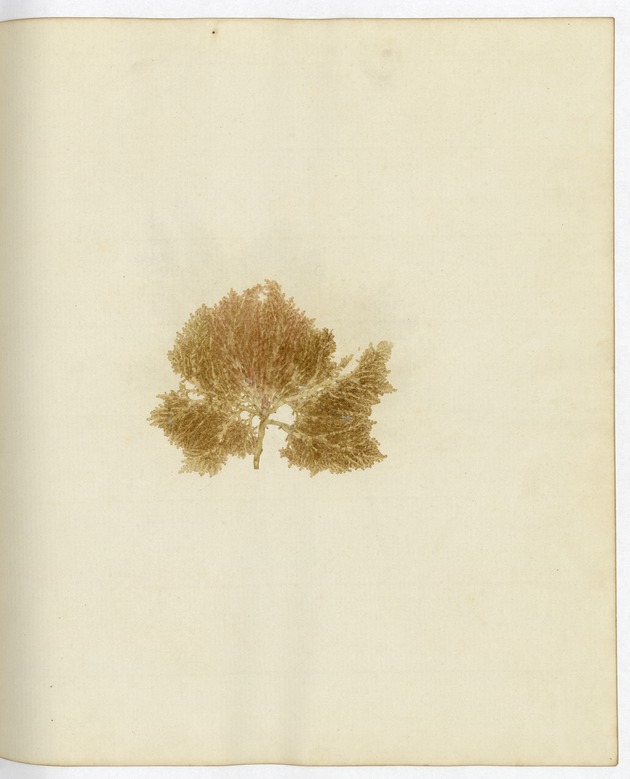 Pressed Algae, Dry Tortugas