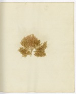 Pressed Algae, Dry Tortugas
