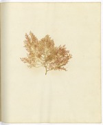 Pressed Algae, Dry Tortugas