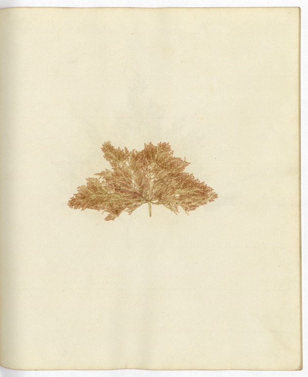 Pressed Algae, Dry Tortugas
