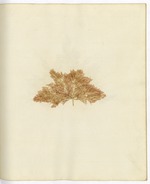 Pressed Algae, Dry Tortugas