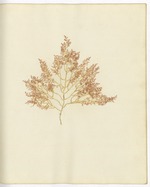 Pressed Algae, Dry Tortugas