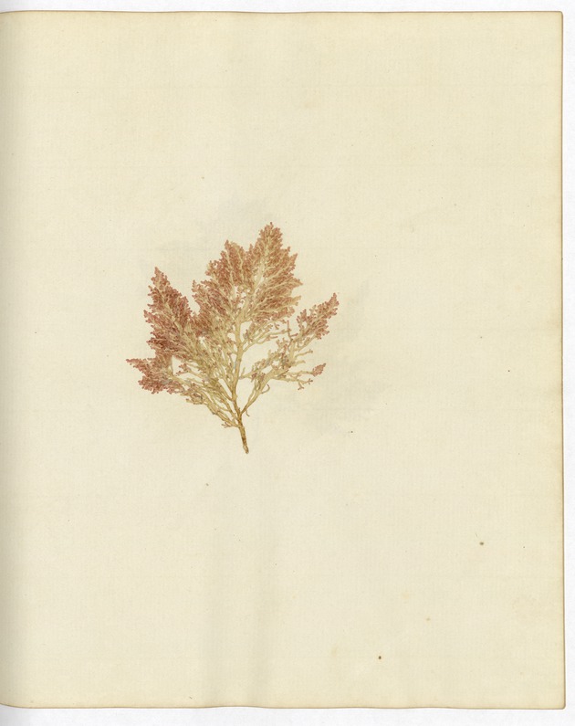 Pressed Algae, Dry Tortugas