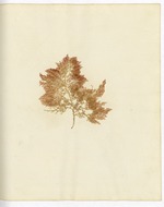 Pressed Algae, Dry Tortugas