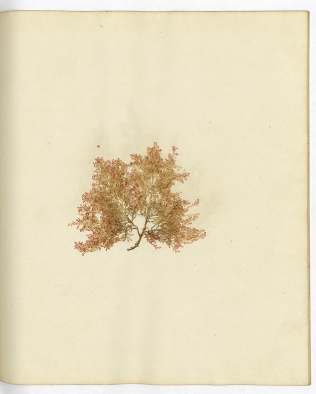 Pressed Algae, Dry Tortugas