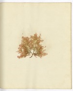 Pressed Algae, Dry Tortugas