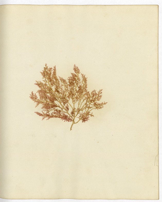 Pressed Algae, Dry Tortugas