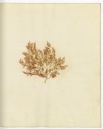Pressed Algae, Dry Tortugas