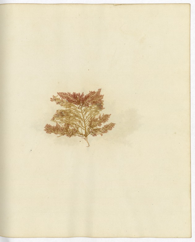 Pressed Algae, Dry Tortugas