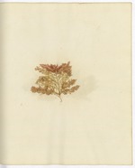 Pressed Algae, Dry Tortugas