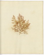 Pressed Algae, Dry Tortugas