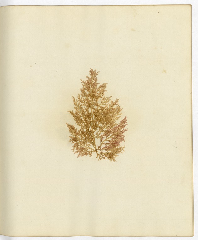 Pressed Algae, Dry Tortugas