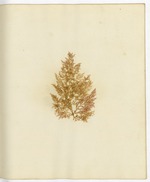 Pressed Algae, Dry Tortugas