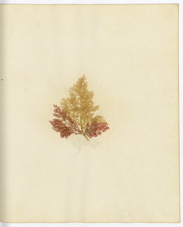 Pressed Algae, Dry Tortugas
