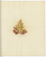 Pressed Algae, Dry Tortugas