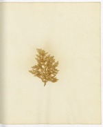 Pressed Algae, Dry Tortugas
