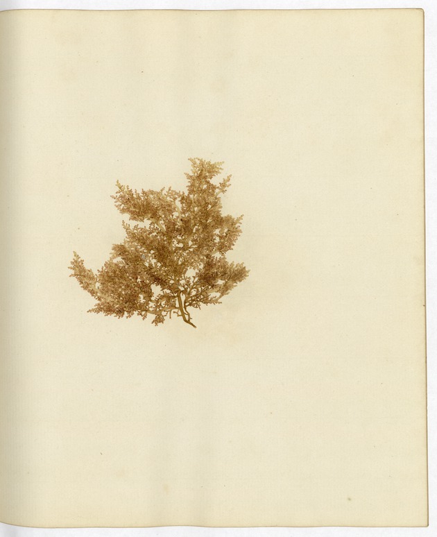 Pressed Algae, Dry Tortugas