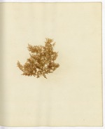 Pressed Algae, Dry Tortugas