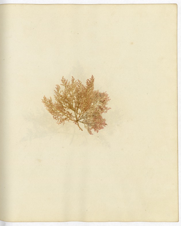 Pressed Algae, Dry Tortugas