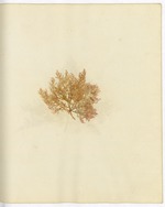 Pressed Algae, Dry Tortugas