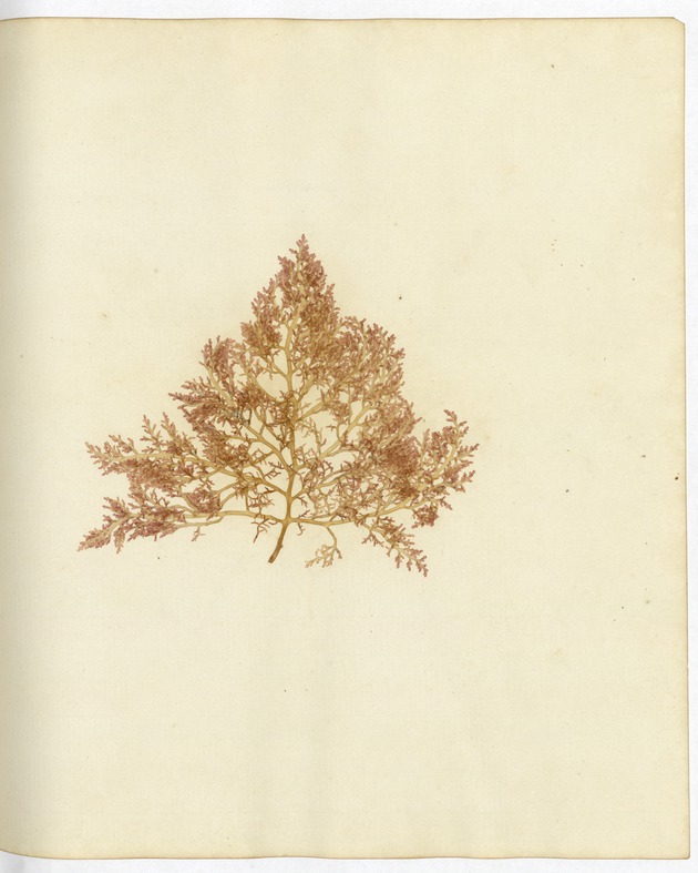 Pressed Algae, Dry Tortugas