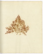 Pressed Algae, Dry Tortugas
