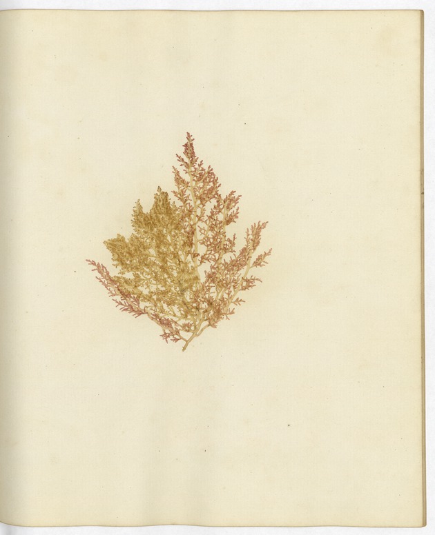 Pressed Algae, Dry Tortugas