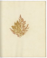 Pressed Algae, Dry Tortugas