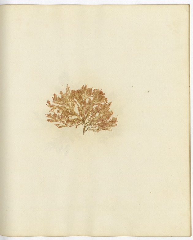 Pressed Algae, Dry Tortugas