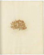 Pressed Algae, Dry Tortugas