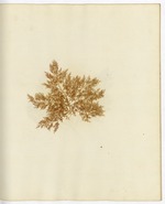 Pressed Algae, Dry Tortugas