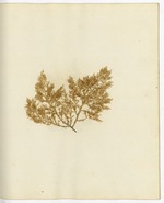 Pressed Algae, Dry Tortugas