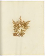 Pressed Algae, Dry Tortugas