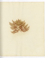 Pressed Algae, Dry Tortugas