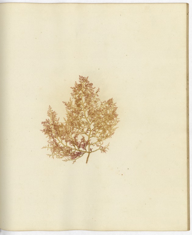 Pressed Algae, Dry Tortugas