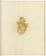Pressed Algae, Dry Tortugas