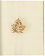 Pressed Algae, Dry Tortugas