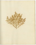 Pressed Algae, Dry Tortugas