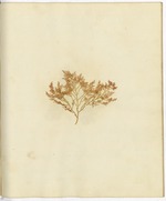 Pressed Algae, Dry Tortugas